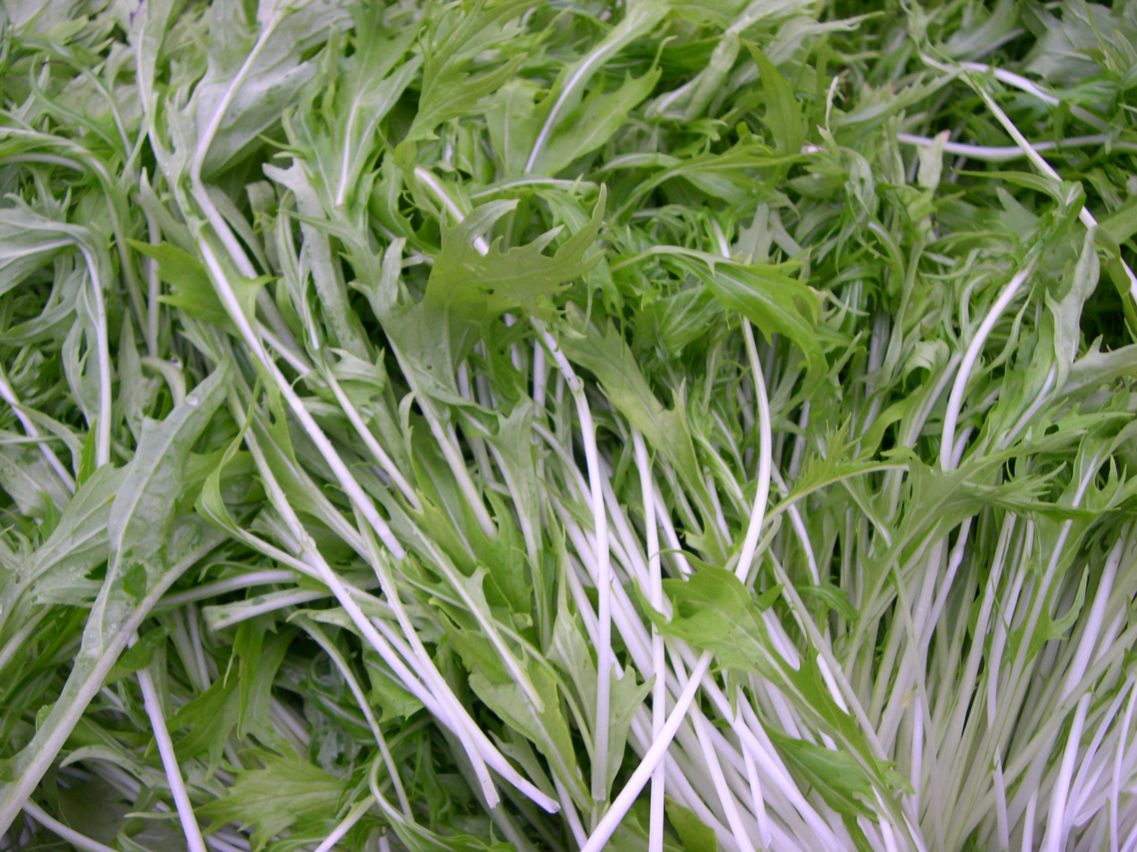 Mizuna at NamaYasai LLP - Japanese Vegetable Growers in the UK